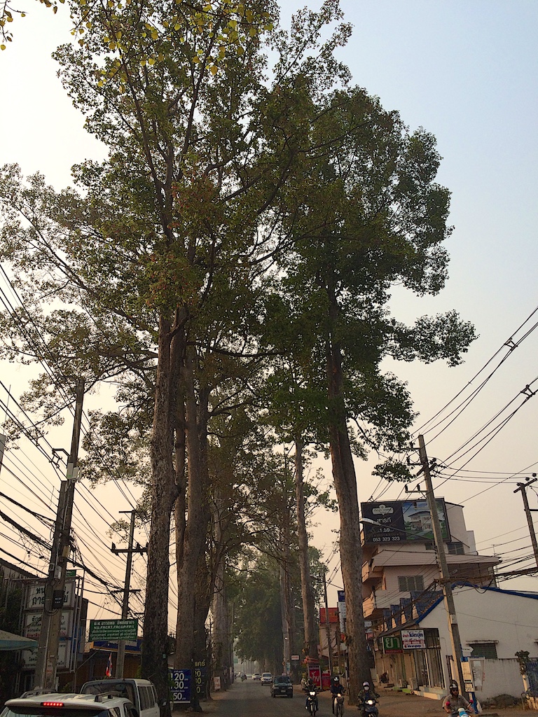 Dipterocarpus alatus Road in Chiang Mai