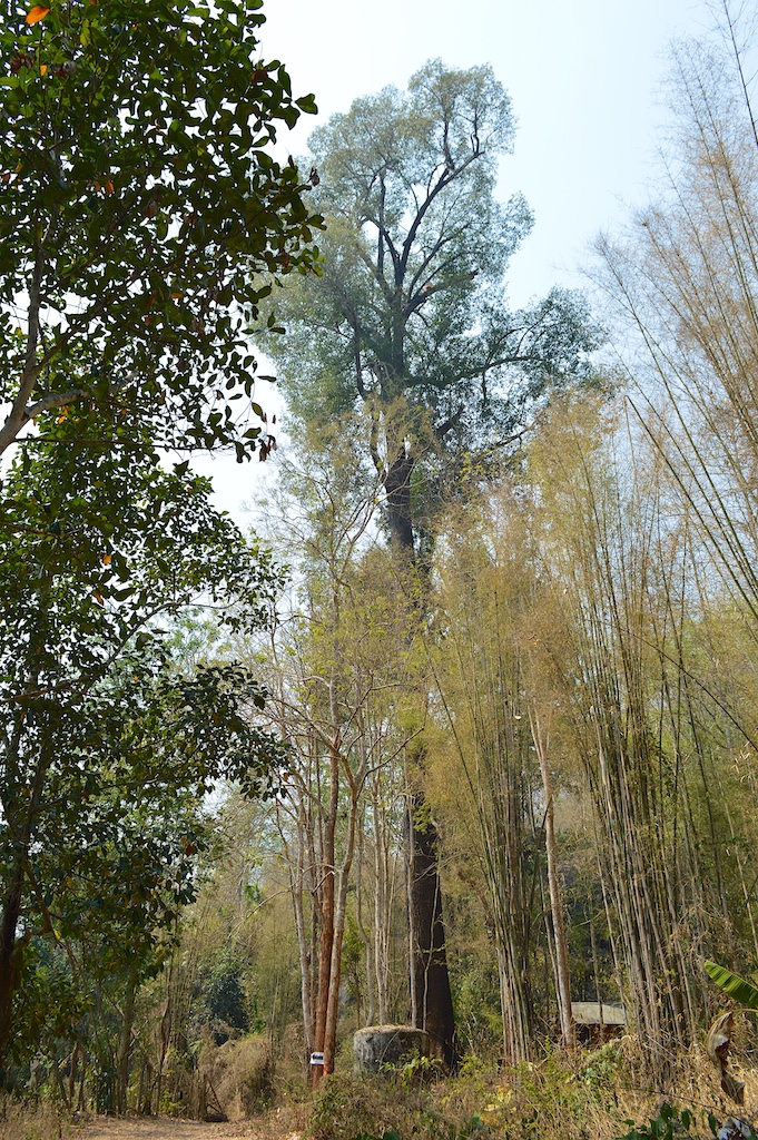 Dipterocarpus alatus (Yaang Naa Tree)