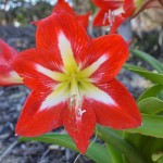 Hippeastrum ‘Baby Star’ and ‘Apple Blossom’ surprise