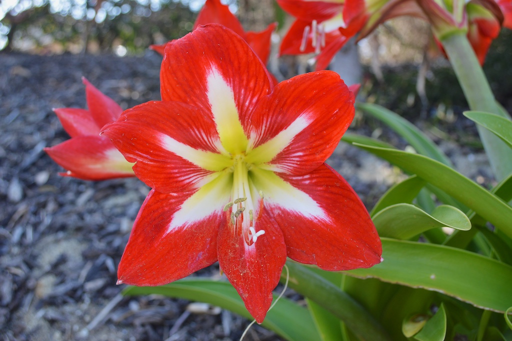 Hippeastrum 'Baby Star' Flower
