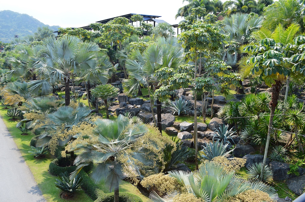 Nong Nooch Tropical Botanical Garden Palms