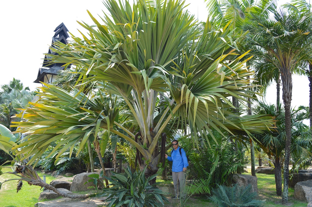 Nong Nooch Tropical Botanical Garden Coco-de-mer