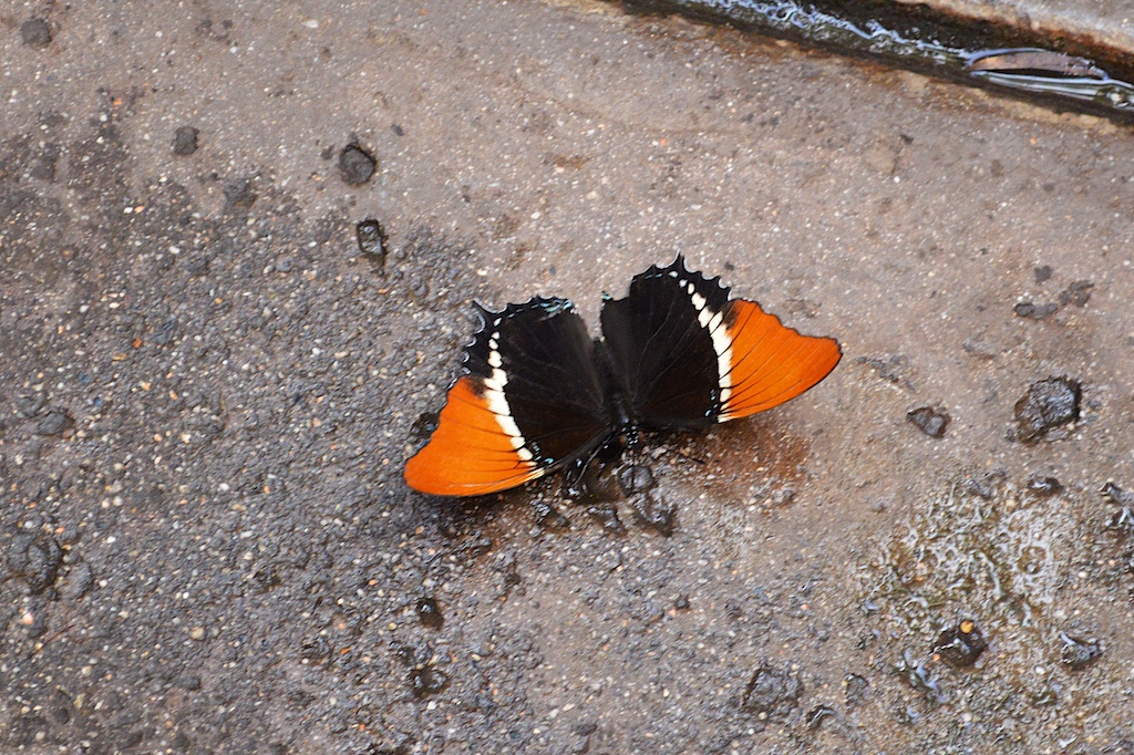 Safari Park Butterfly Jungle Unknown Species
