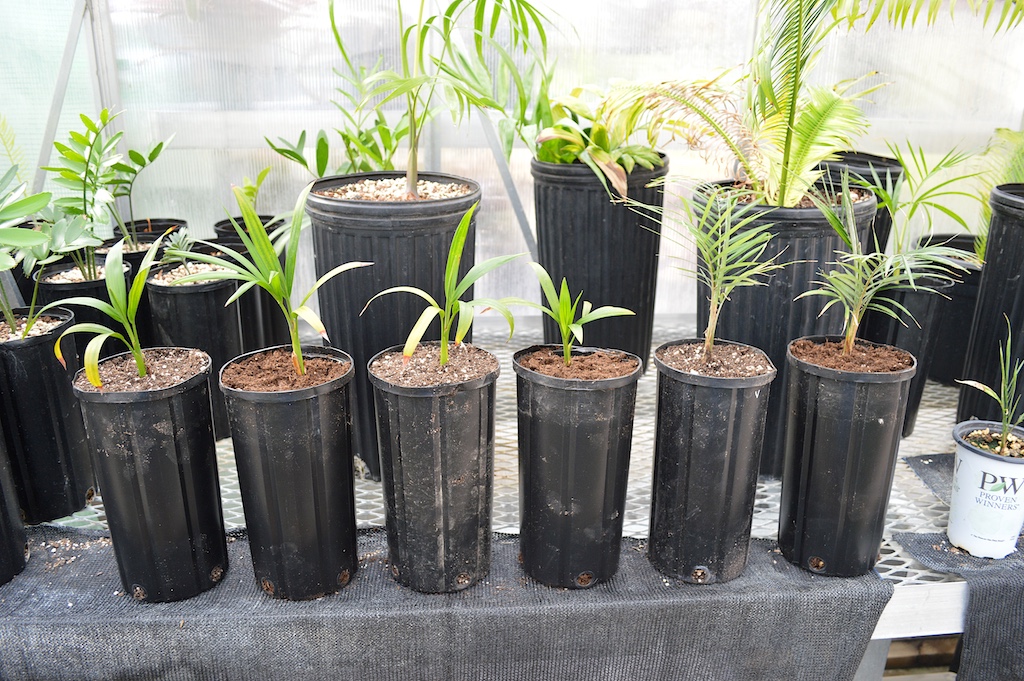Dypsis onilahensis Soil Experiment
