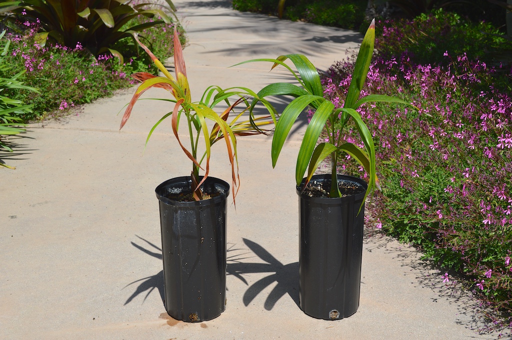 Dypsis onilahensis Soil Experiment Results