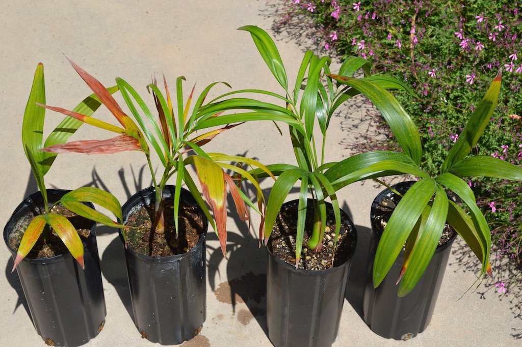 Dypsis onilahensis Soil Experiment Results