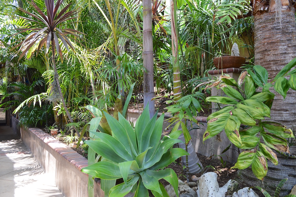 Nesheiwat Garden Side Yard Palms