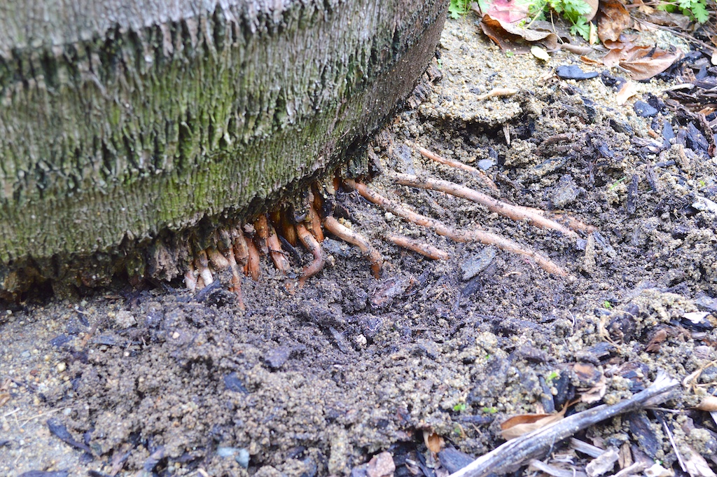 Exposed Roots of Roystonea regia