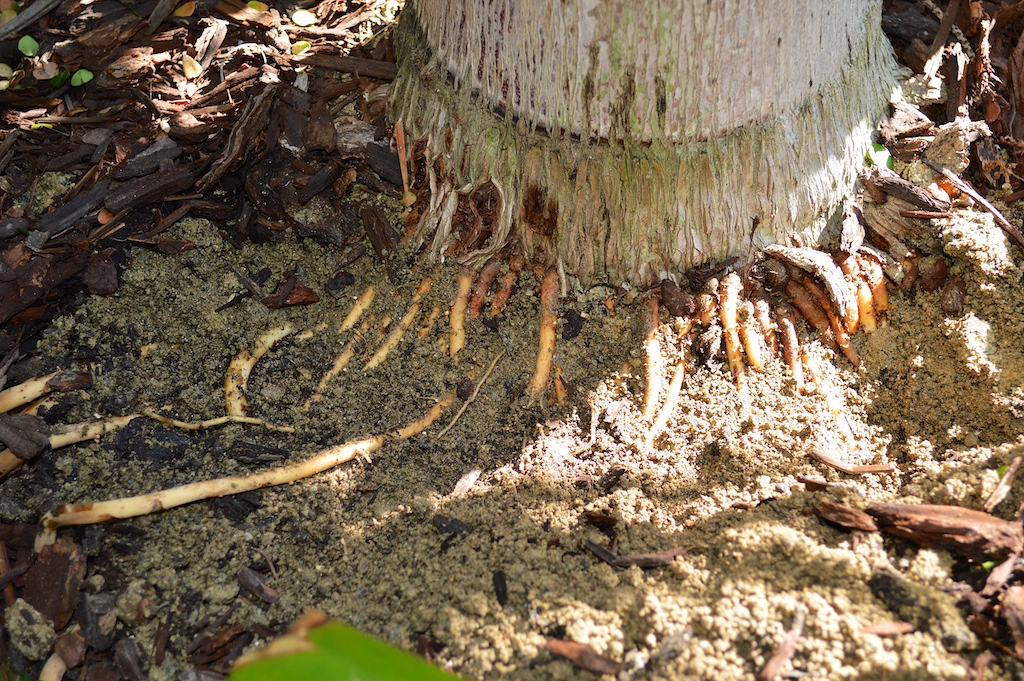Mounding Roots on Syagrus botryophora