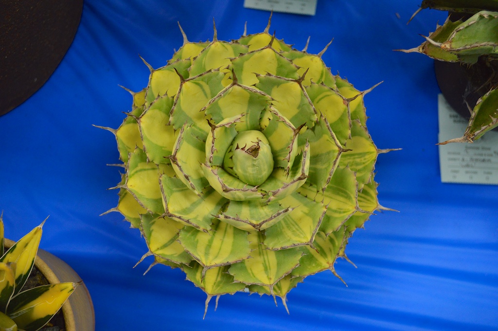SDCSS Agave potatorum 'Kichijokan' variegata
