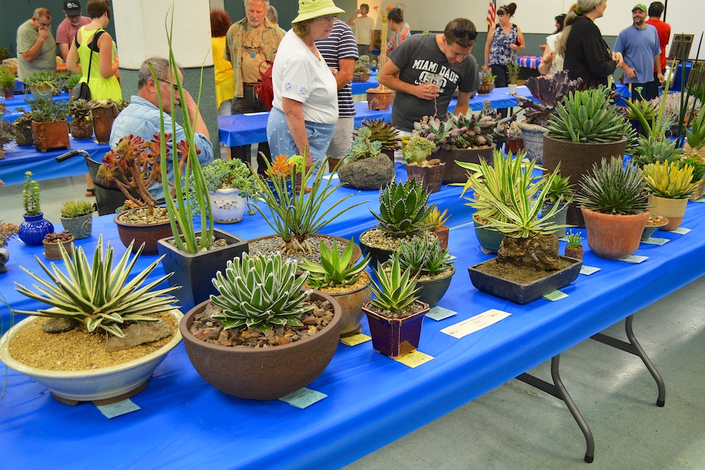 SDCSS Agave Table