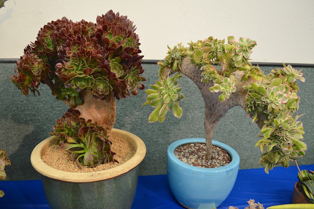 SDCSS Crested Aeoniums