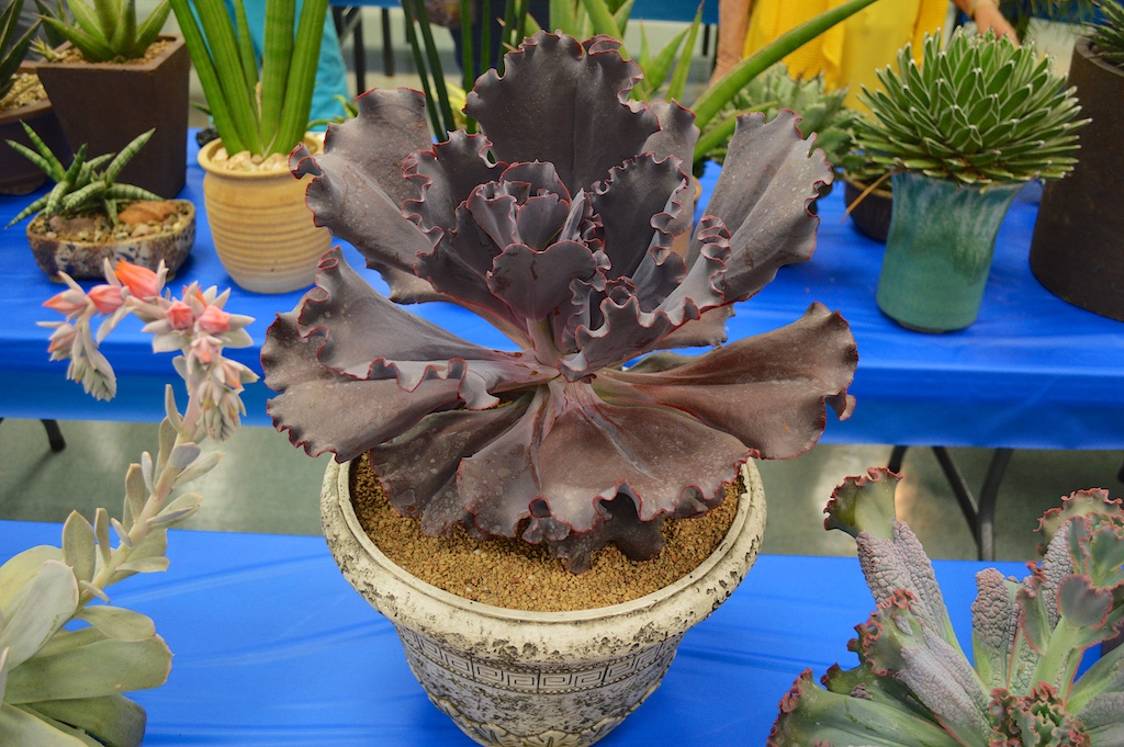 SDCSS Echeveria 'Silver on Red'