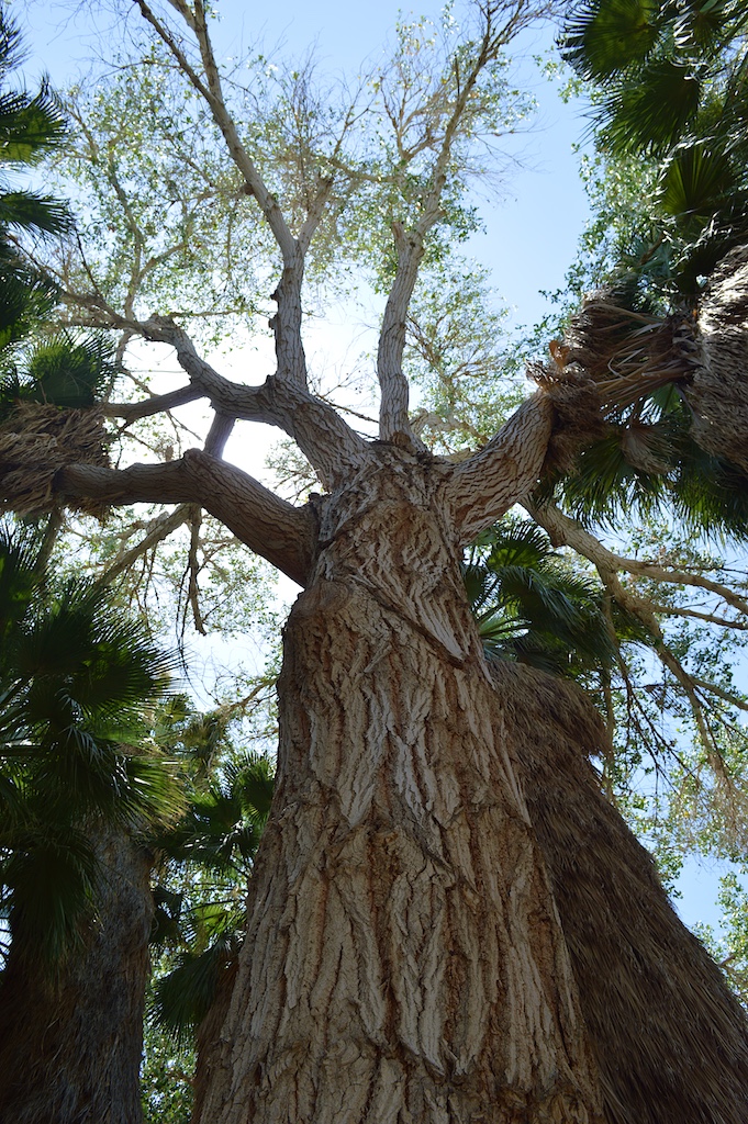 Populus fremontii (Fremont's Cottonwood)