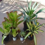 Online shopping makes it too easy to fuel your Bromeliad addiction