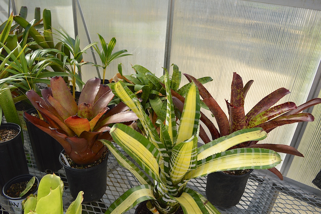 Bromeliads in the Greenhouse