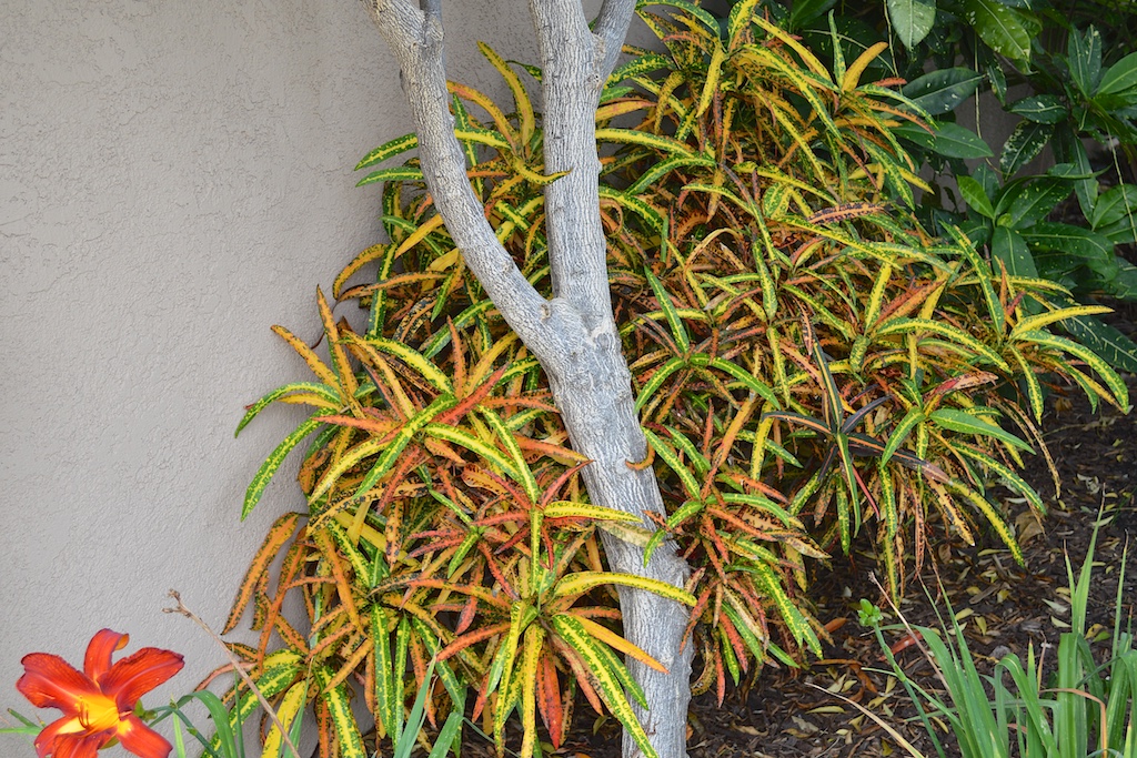 Croton of Unknown Cultivar
