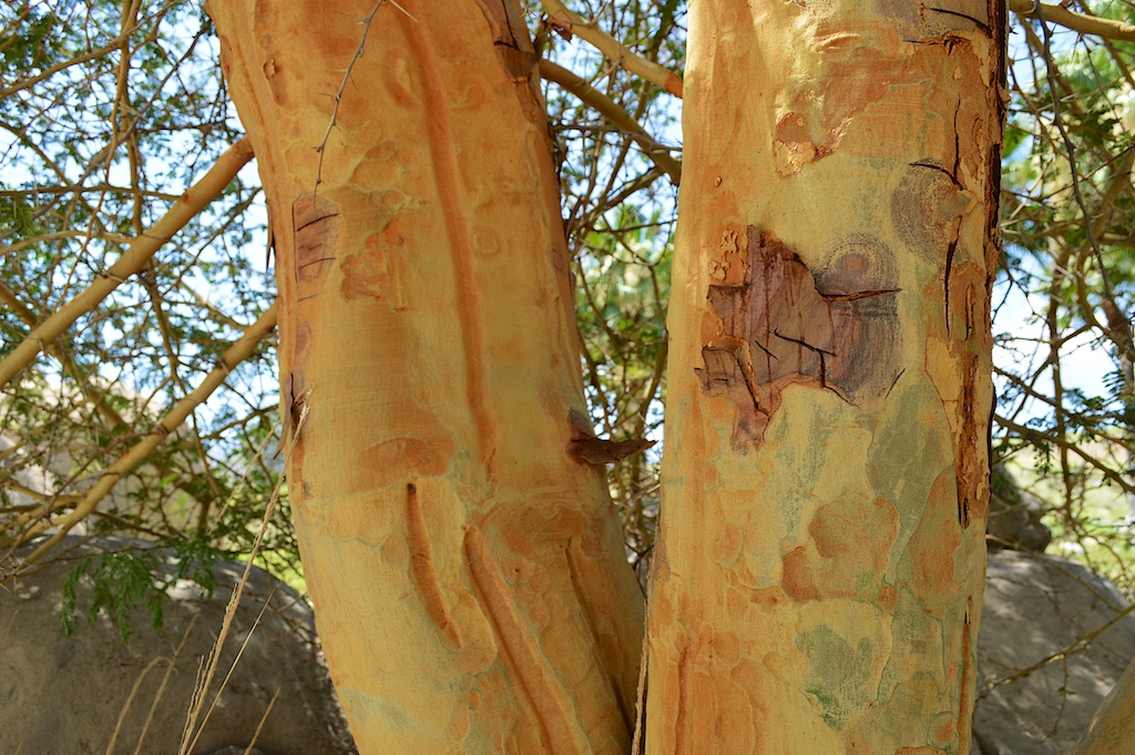 Fever Tree (Acacia xanthophloea) Bark