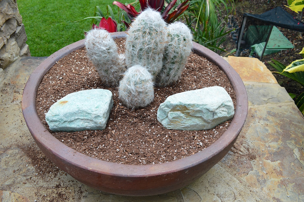 Succulent Pot Creation Step 6