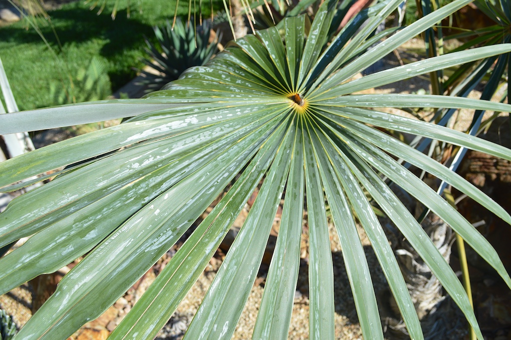Top of Leaf of Coccothrinax "Azul"