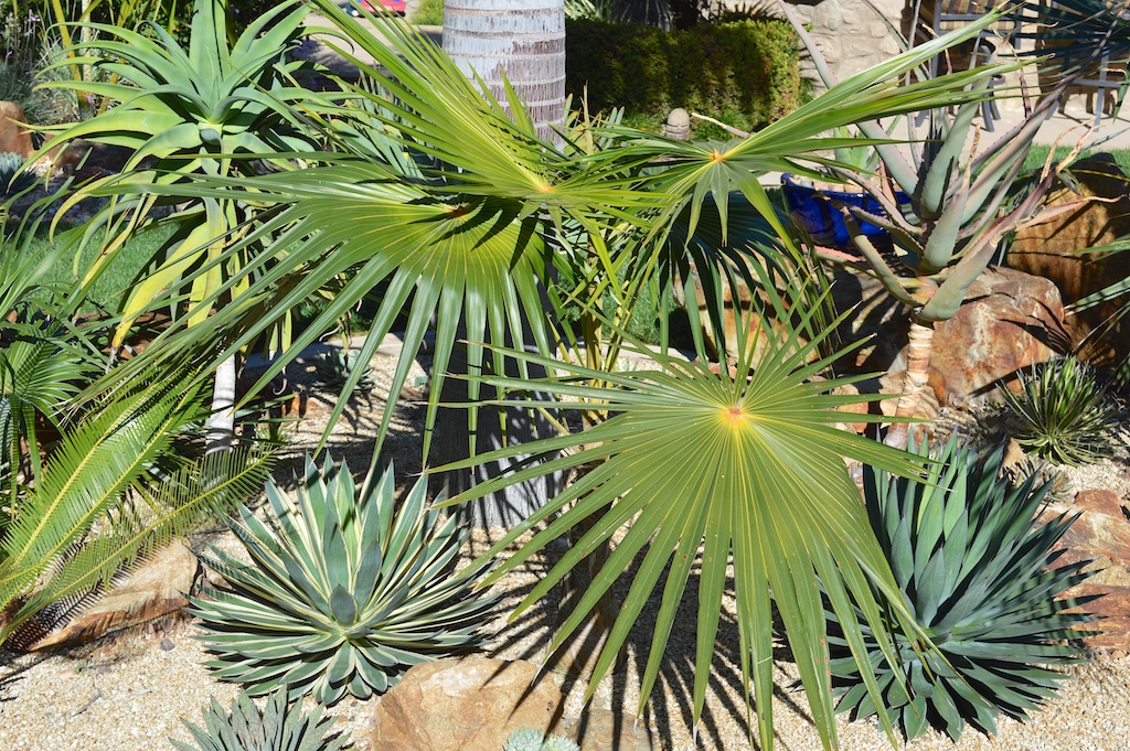 Coccothrinax miraguama and Agaves