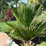 Cuban palms in Southern California
