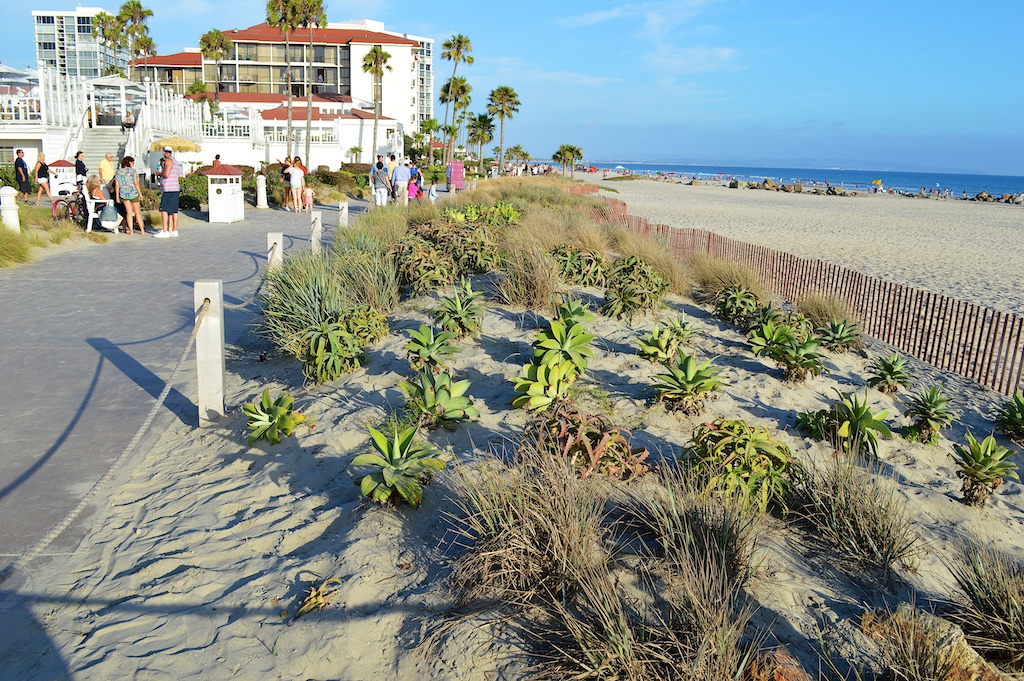 Hotel del Coronado Agaves and Aloes in Sand