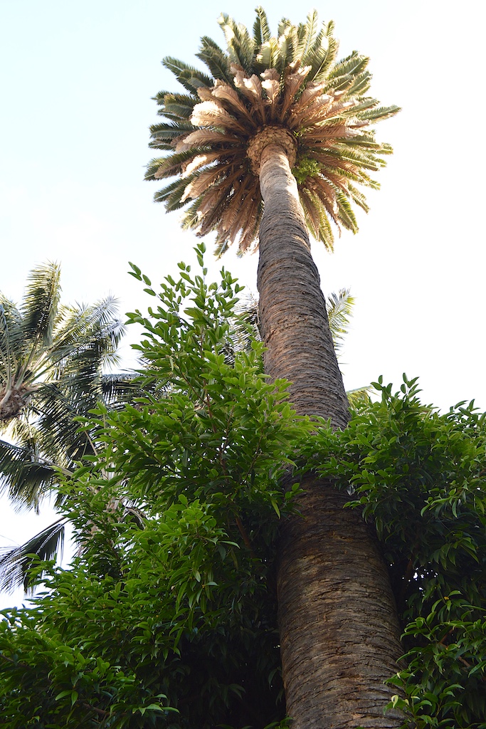 Hotel del Coronado Canary Island Date Palm