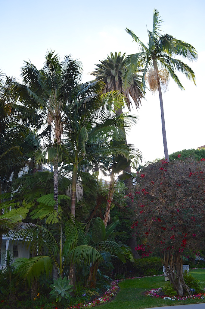 Hotel del Coronado Tropical Courtyard