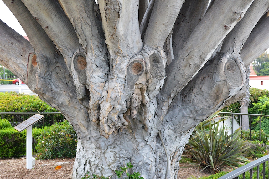 Hotel del Coronado Dragon Tree Cut Branches