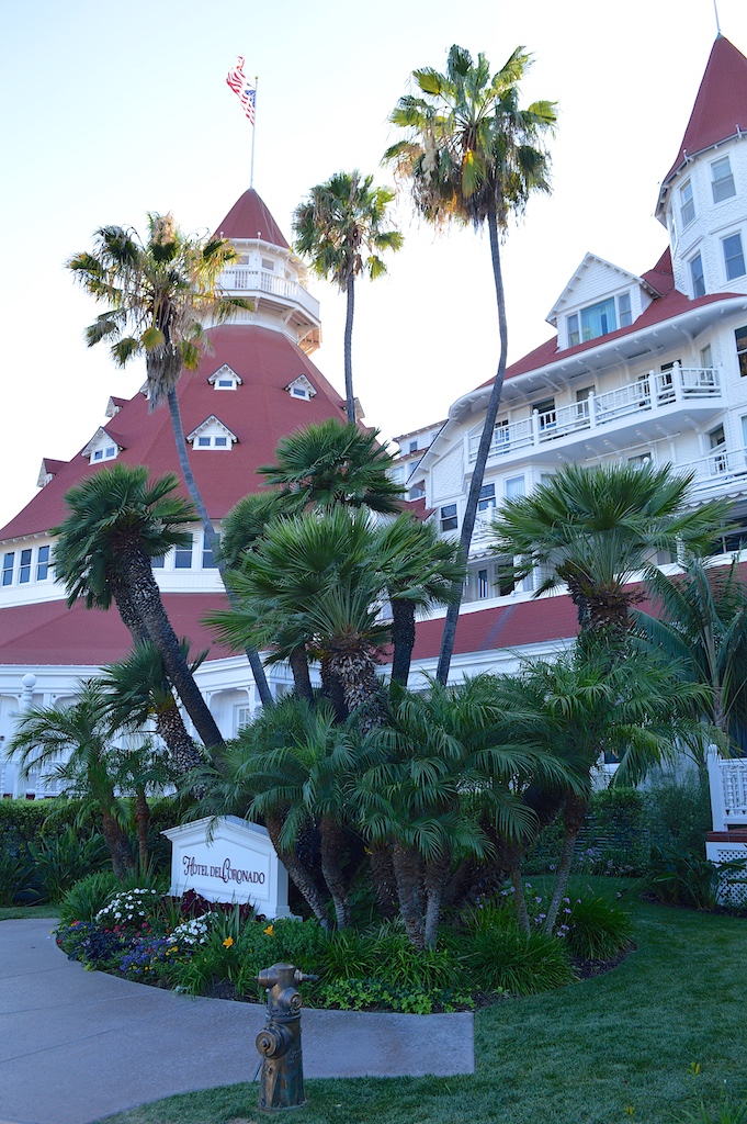 Hotel del Coronado Mediterranean Fan Palm (Chamaerops humilis)