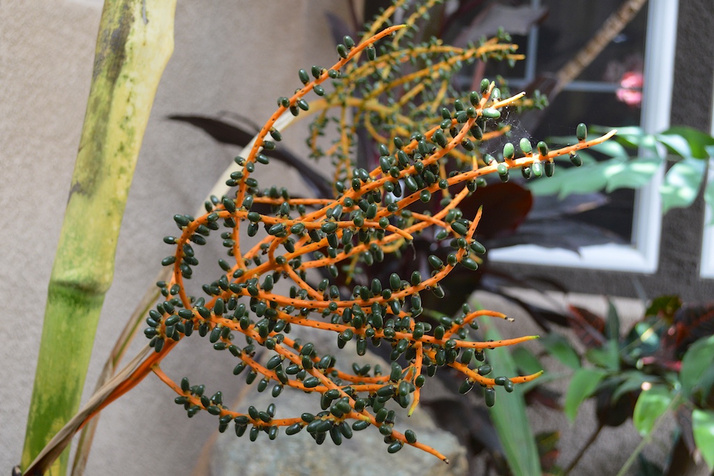 Chamaedorea angustisecta Seed