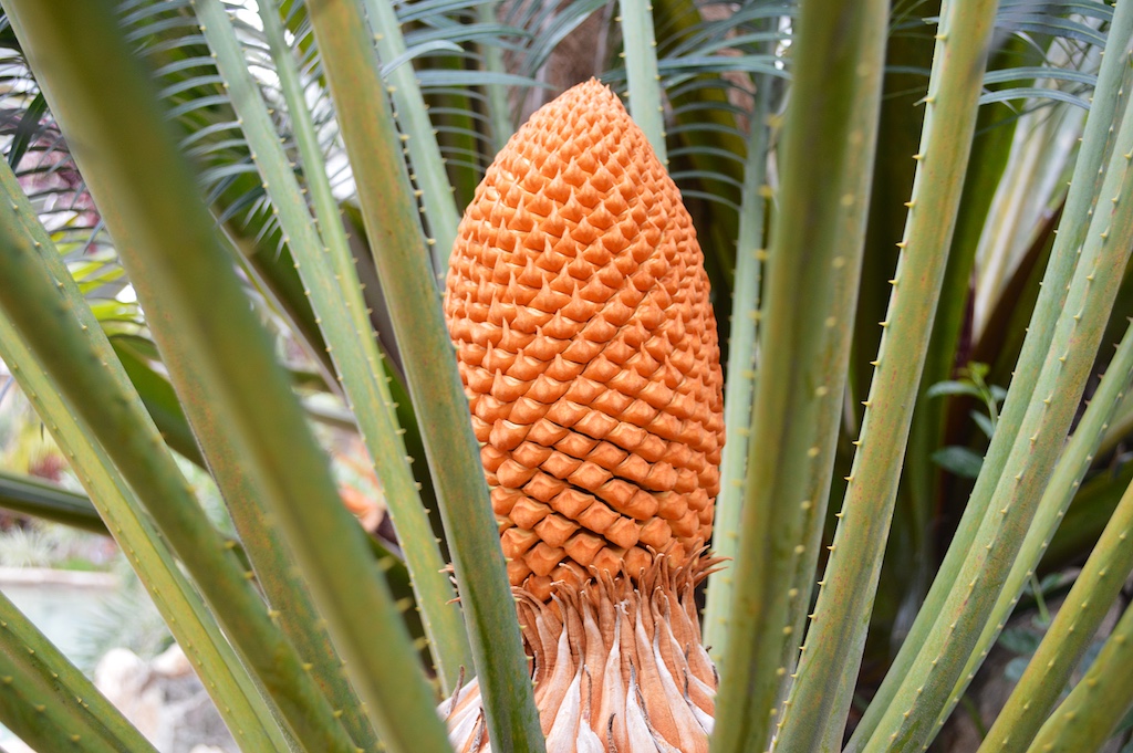 Cycas thouarsii Male Cone