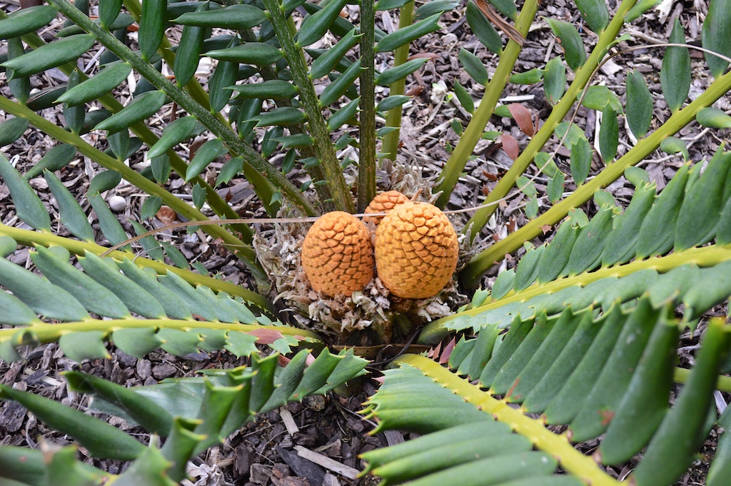 Encephalartos ferox 'Curly Leaf' Male Cones