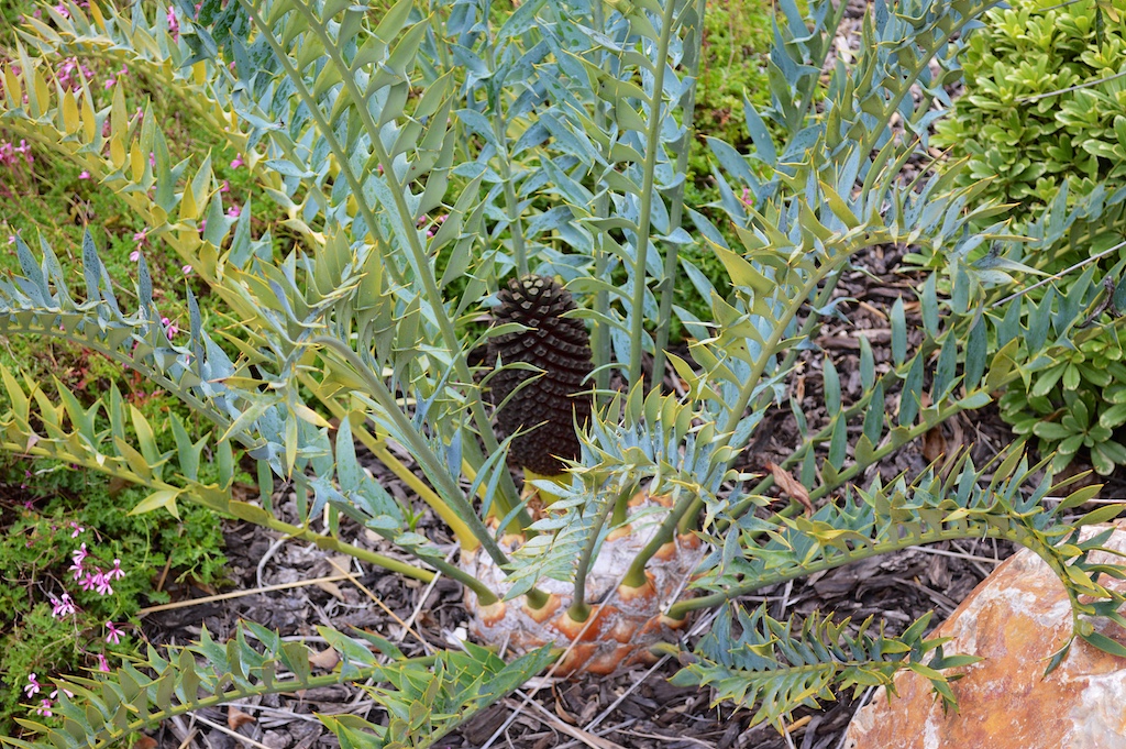 Encephalartos horridus Male Cone