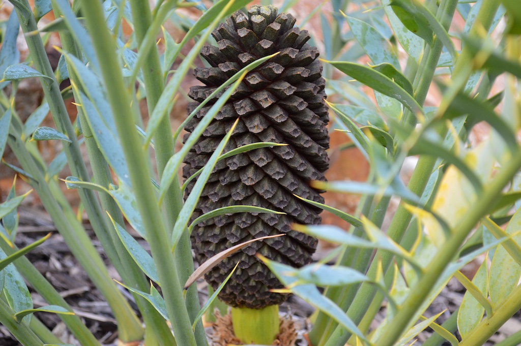 Encephalartos horridus Male Cone