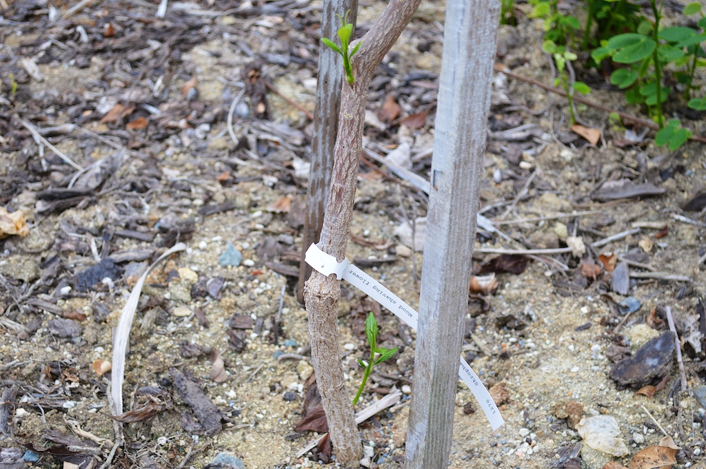 Wood Shaving Flower (Strophanthus boivinii) New Growth