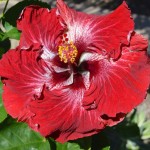Tropical Hibiscus in bloom in my garden this week