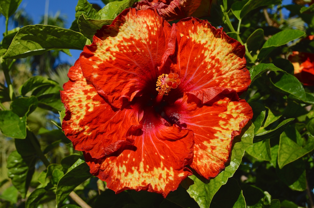Hibiscus "Some Like It Hot"