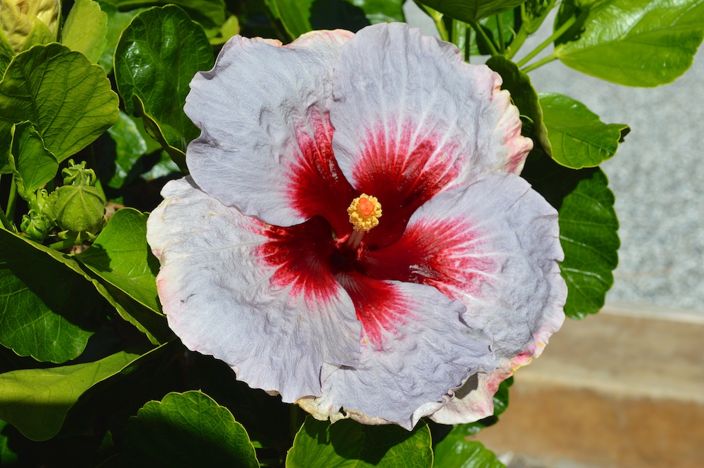 Hibiscus "Torch Song"