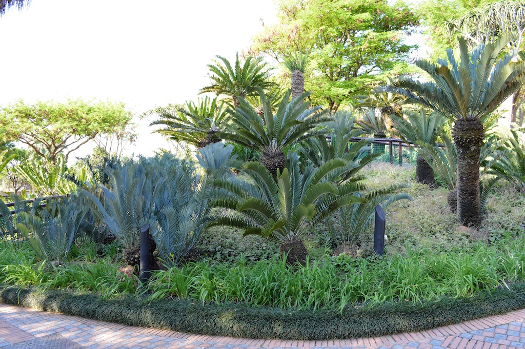 Montecasino Bird Gardens Cycad Garden
