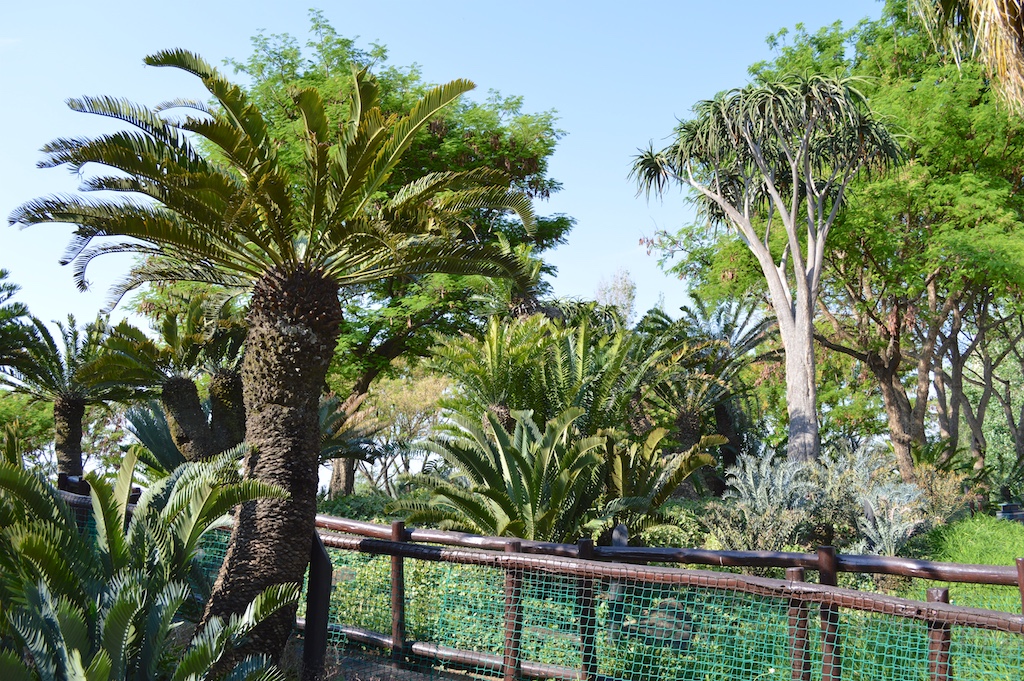 Montecasino Bird Gardens Encephalartos longifolius