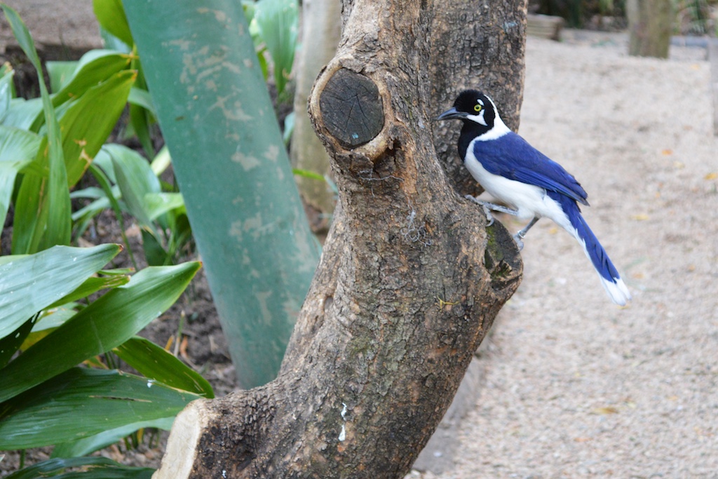 Montecasino Bird Gardens Unknown Bird