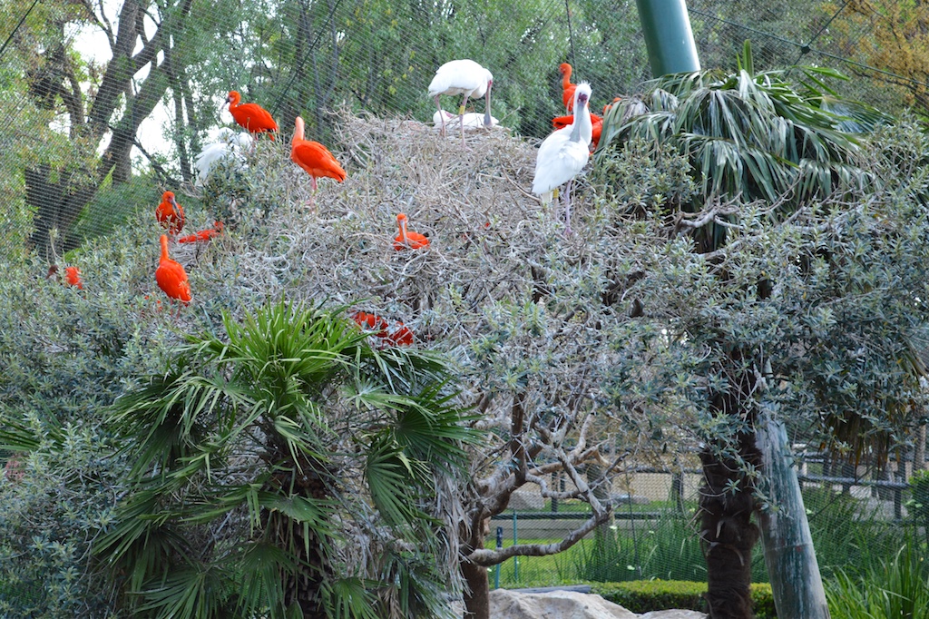 Scarlet Ibis and African Spoonbill