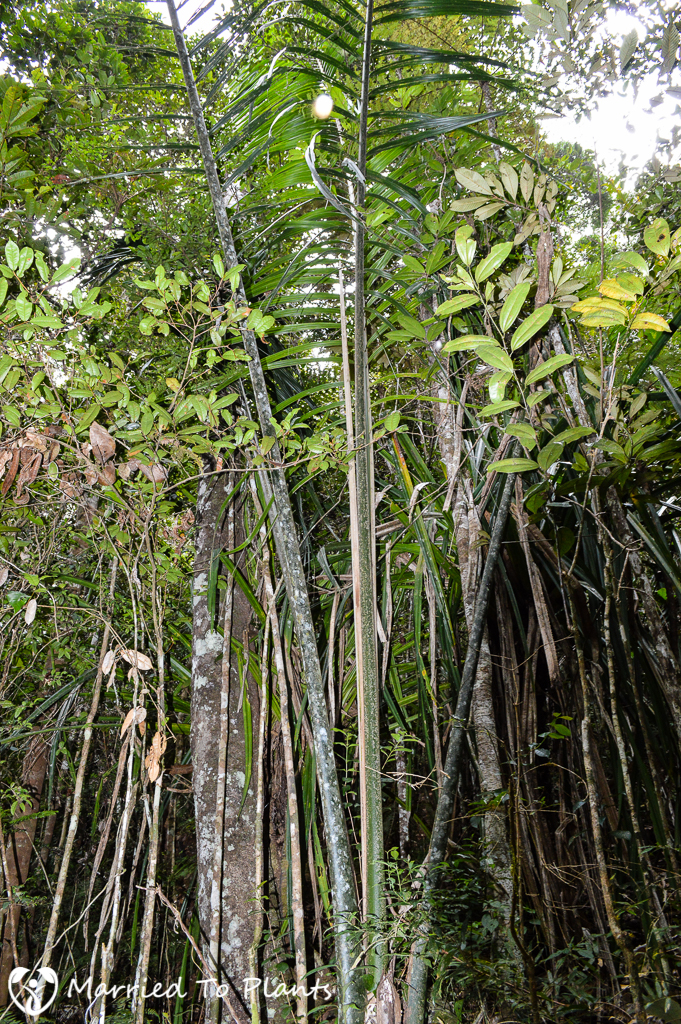Analamazaotra Reserve Ravenea robustior