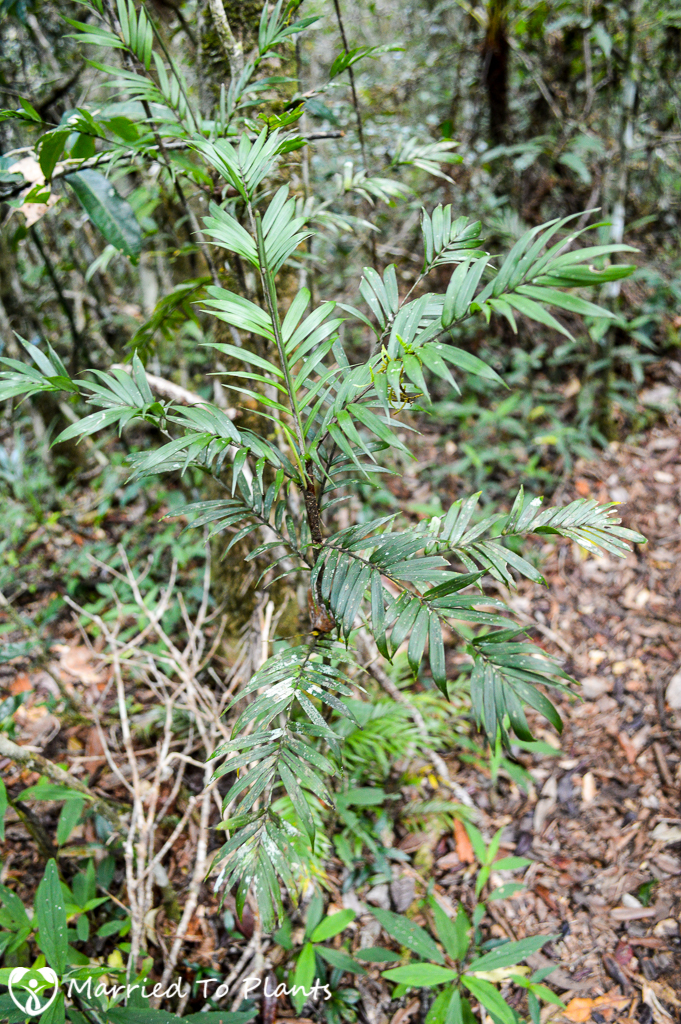 Analamazaotra Reserve Dypsis concinna