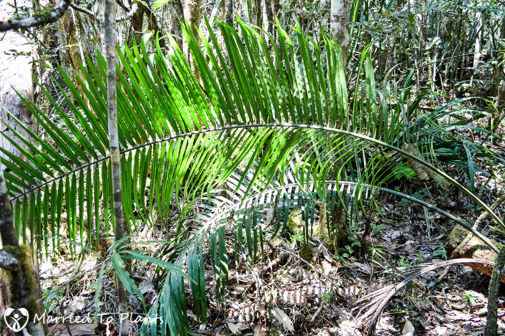 Analamazaotra Reserve Unkown Dypsis Species