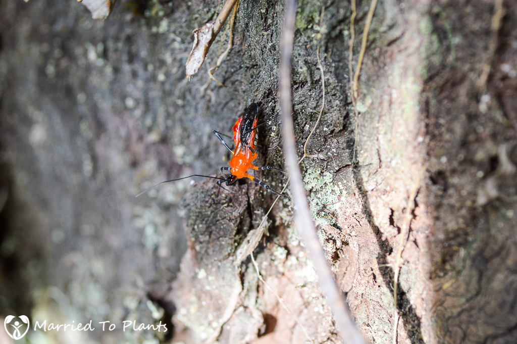 Assassin Bug at Mitsinjo Reserve