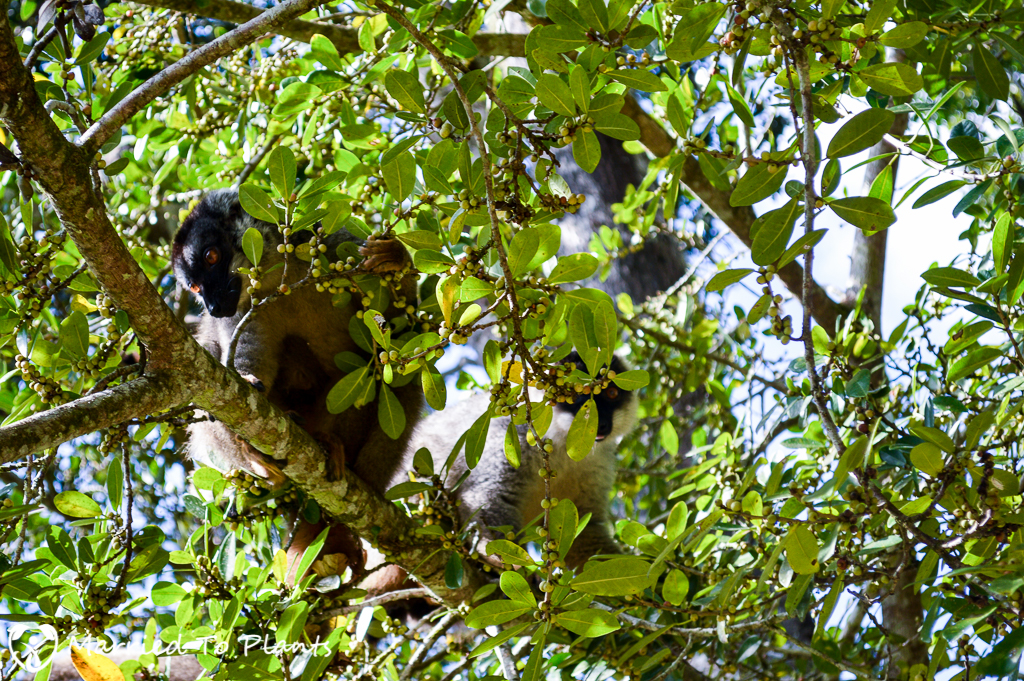 Common Brown Lemur (Eulemur fulvus) at Hotel Mikalo