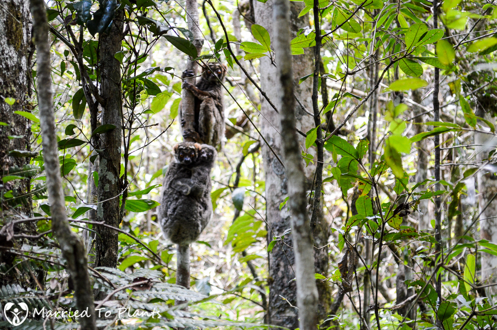 Eastern Woolly Lemur (Avahi laniger)